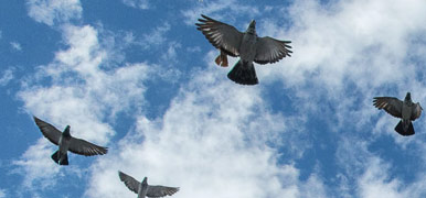 allontanamento volatili Viterbo