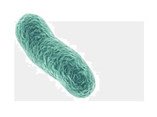 azienda disinfestazione batteri