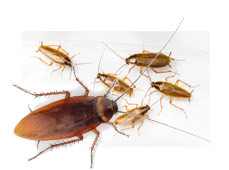 azienda disinfestazione blatte