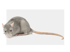 azienda disinfestazione ratti